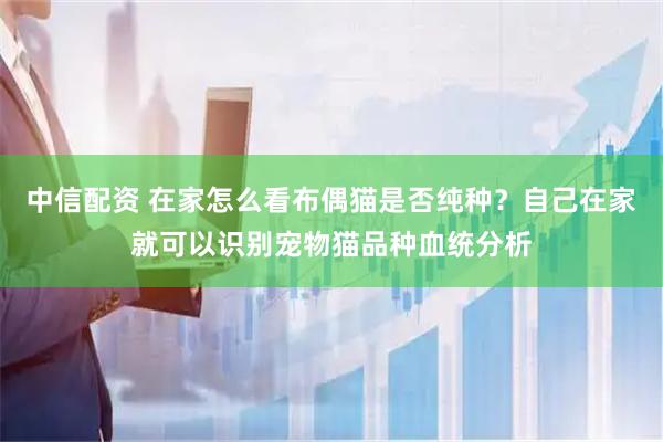 中信配资 在家怎么看布偶猫是否纯种？自己在家就可以识别宠物猫品种血统分析